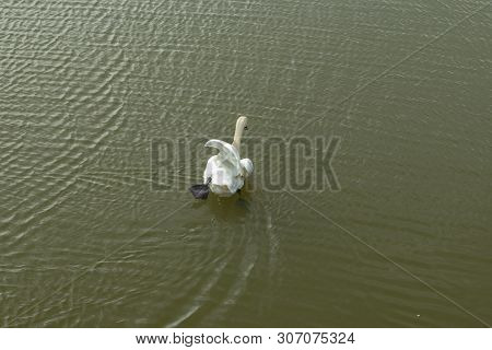 Mute Swan On Toolo Bay In Helsinki, Finland