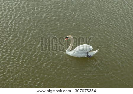 Mute Swan On Toolo Bay In Helsinki, Finland