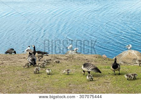 Barnacle Gooses And Goslings Walking On A Park Embankment In Center Of Helsinki, Finland