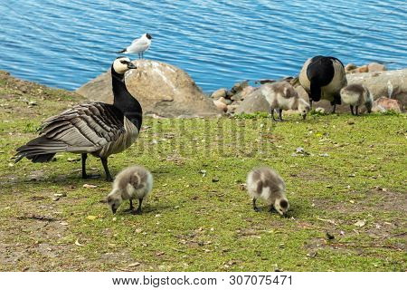 Barnacle Gooses And Goslings Walking On A Park Embankment In Center Of Helsinki, Finland