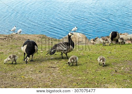 Barnacle Gooses And Goslings Walking On A Park Embankment In Center Of Helsinki, Finland