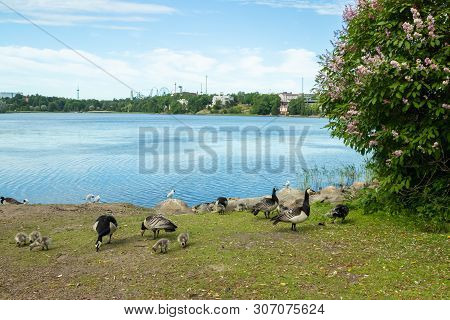 Barnacle Gooses And Goslings Walking On A Park Embankment In Center Of Helsinki, Finland