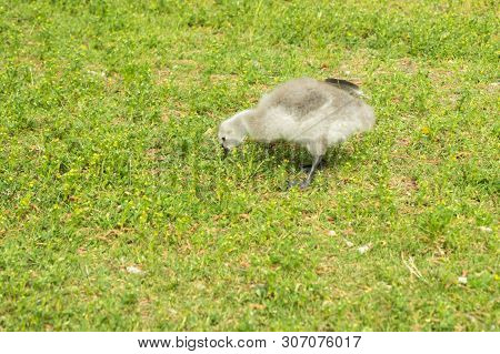 Gosling Walking On A Park Embankment In Center Of Helsinki, Finland