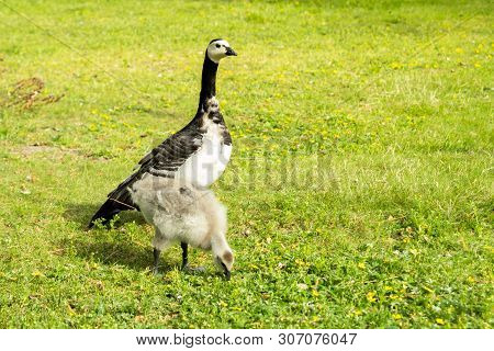 Barnacle Goose And Gosling Walking On A Park Embankment In Center Of Helsinki, Finland