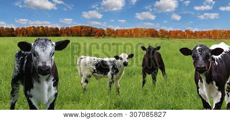 Herd Of Black And White Speckled Mottled Newborn Calves In The Meadow With Maple Tree Autumn Leaf Co