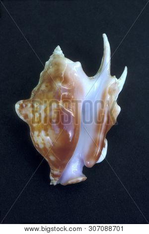A Bull Conch, Member Of The Strombus Family Is A Rare Seashell Found In The Pacific