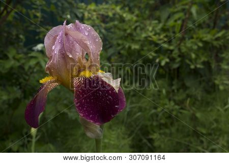 Two Tone Purple Tall. Iris Voltigeur. Beautiful Colored Flower With Drops On The Petals Close-up. Br