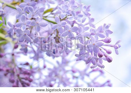 Lilac Shrub Flowers Blooming In Spring Garden. Common Lilac Syringa Vulgaris Bush. Close-up With Sof