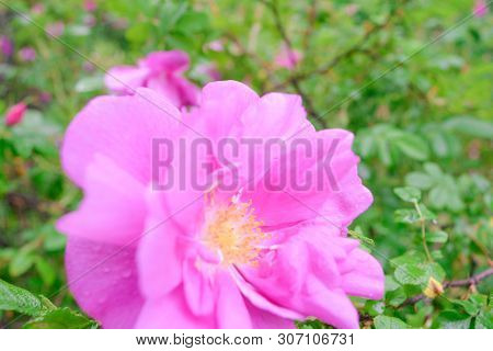Closeup Of Pink Dogrose Or Briar Flower With Soft Focus. Macro View Of Flowering Rose Hips Of Briar 