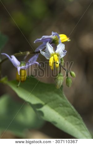 Lavender Horse Nettle Nightshade Solanum Carolinense,wildflowers Blossoms
