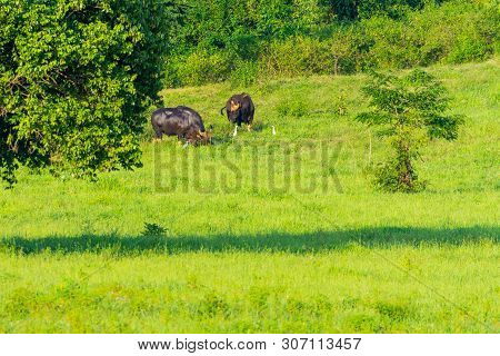 Group Of Wild Bisons Eating Grass In The Meadow Of Kuiburi, National Park Of Thailand