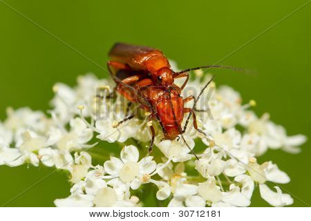 Scarabeo Rhagonycha Fulva