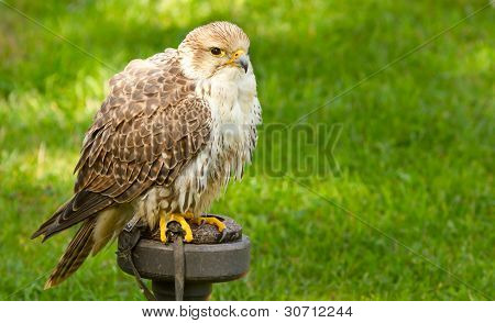 Un falco In cattività