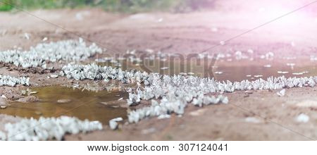 The Aporia Crataegi Butterfly From The Family Of Pierids. The Color Of The Insects Wings Is White, W