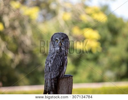 Great Grey Owl (strix Nebulosa). Night Birds Of Prey
