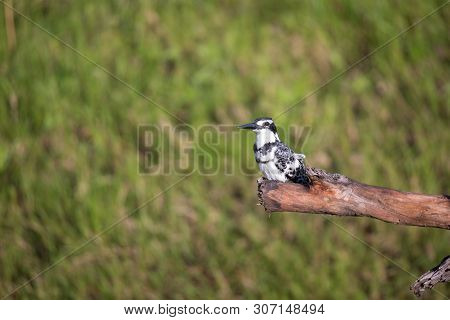 A Local Kenyan Birds In Colorful Colors Sit On The Branches Of A Tree