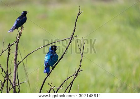 Local Kenyan Birds In Colorful Colors Sit On The Branches Of A Tree