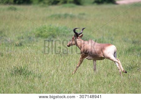 The Hartebeest In The Savannah Of Kenya