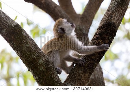 A Little Monkey Is Playing On The Branch Of A Tree