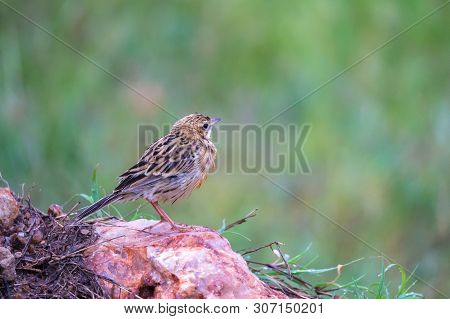 Local Kenyan Birds In Colorful Colors Sit On The Branches Of A Tree