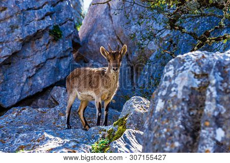 Spanish Ibex, Capra Pyrenaica In Torcal De Antequera National Park, Spain