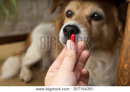 Woman Hand Holding Pills And Close-up Medicine And Medications That Are Important In Dogs. Blurred B