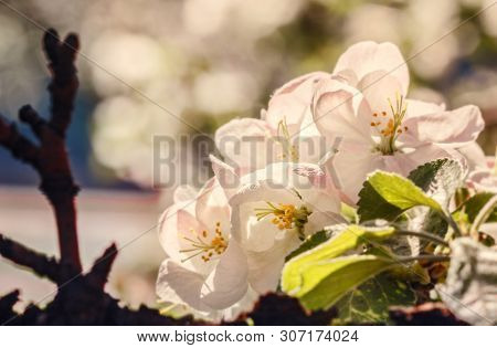 Apple Pretty Fresh Spring Blossoms At Sunny Happy Day