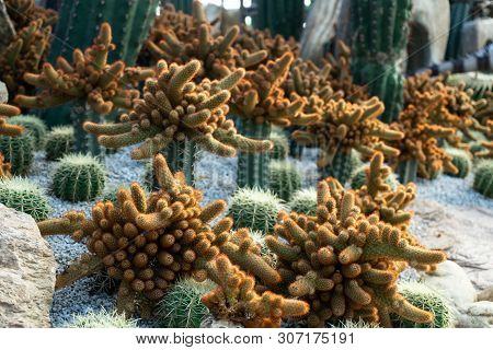 Green Cactus Plant, Natural Texture Background Concept, Copy Space