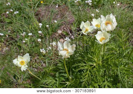 Anemona Cantabrica Or Anemone Pavoniana Flowering Plant On The Alpine Meadow