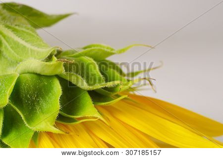 Back Side Of Bright Yellow Sunflower. Sunner Agricultural Background.