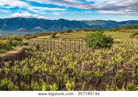 Vineyard Of The Mount Etna In Sicily, Italy