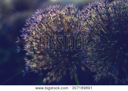 Fluffy Plant Echinops Bannaticus With Lilac Flowers In The Evening Light In Summer