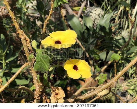 Uncarina Leandrii - Botanical Garden Zurich Or Botanischer Garten Zuerich, Switzerland