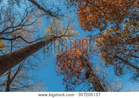 Looking Up At Tall Trees From The Ground Up To The Blue Sky In Autumn