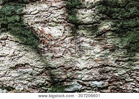 A Shadow Cast Upon Old Tree Bark