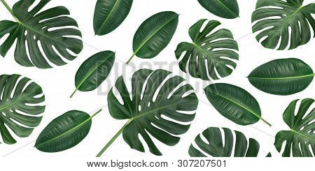 Horizontal Canvas Composition Of Trendy Tropical Green Leaves - Monstera And Ficus Elastica Isolated