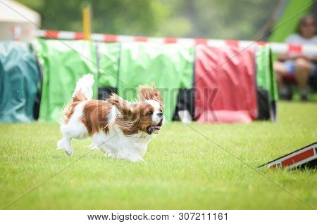 Dog, King Charles Spaniel In Agility In Zone Dog, Amazing Day On Czech Agility Competition.