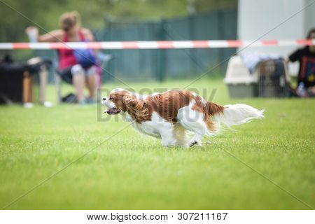 Dog King Charles Cavalier Is Running On Agility Competition. Amazing Day On Czech Agility Competitio