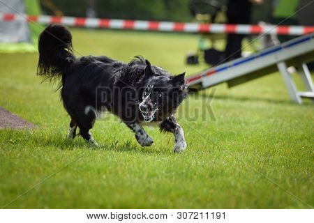 Dog Border Collie In Agility Balance Beam.  Amazing Day On Czech Agility Competition. They Are Middl