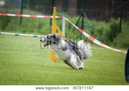 Dog Border Collie Is Running On Agility Competition. Amazing Day On Czech Agility Competition. They 