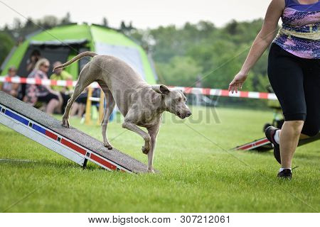 Dog, Weimaraner In Agility In Zone. Amazing Day On Czech Agility Competition.