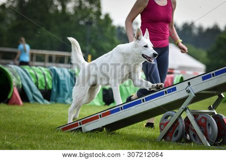 Dog White Swiss Shepherd In Agility Balance Beam.  Amazing Day On Czech Agility Competition. They Ar
