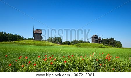 Rural Landscape With Historical Windmills Behind Wheet Field In Spring With Orange Poppy Flowers In 