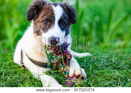 cute shepherd dog puppy on green meadow 
