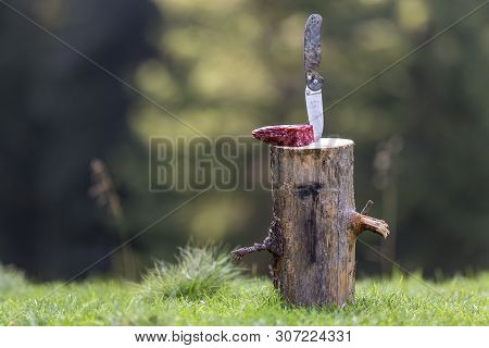 Close-up Of Folding Pocket Knife Stuck Vertically In Tree Stump And Piece Of Sausage Outdoors On Dar