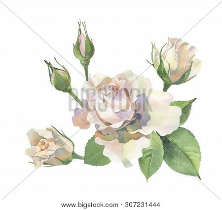 Corner Of Roses On A White Background