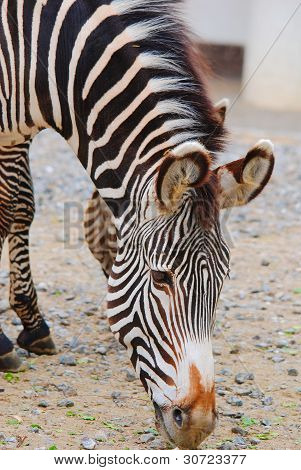 Zebra 's