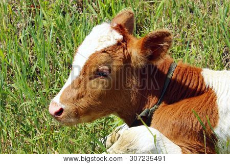 Cropped Shot Of A Cute Calf.  Cow`s Cube. Animals, Domestic, Farm Concept.