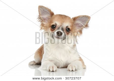 Pitkä takki Chihuahua valkoisella pohjalla