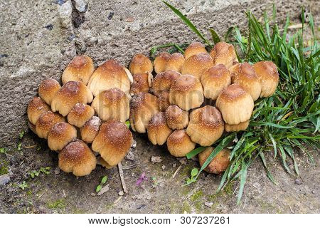 Young Fruit Bodies Of Glistening Inkcap Mushroom (coprinellus Micaceus) Near Concrete Wall